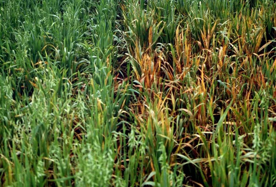 Очаг проблемы