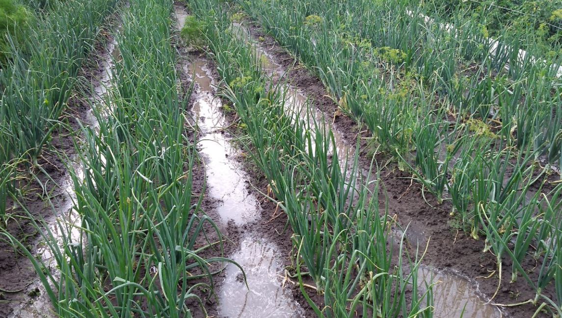 Сжатое окно